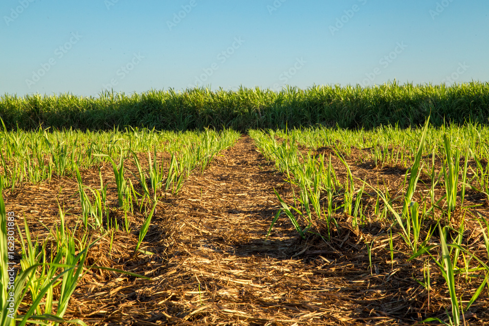 Obraz premium Sugar Cane