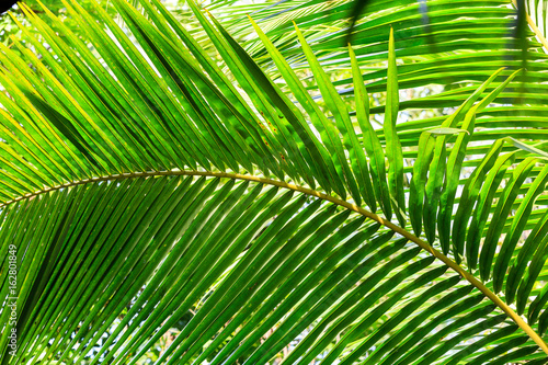 détail d'une feuille de palmier dans la jungle du sri lanka 