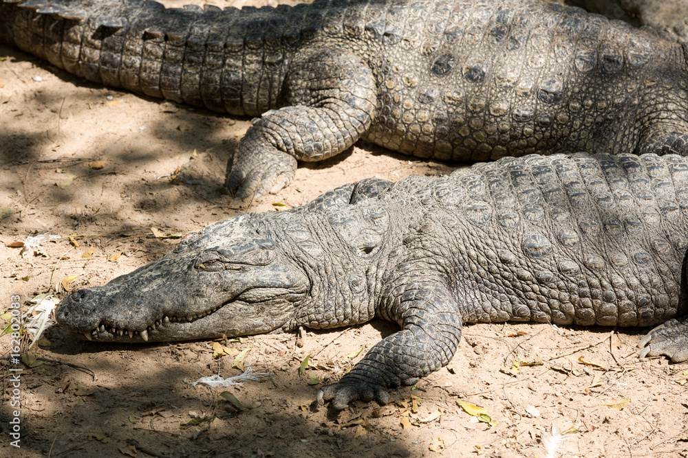 The crocodile with open jaws eating looking sleeping The crocodile with open jaws eating looking sleeping