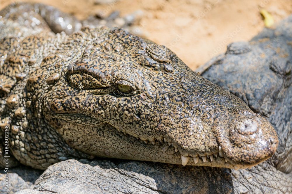 Fototapeta premium The crocodile with open jaws eating looking sleeping