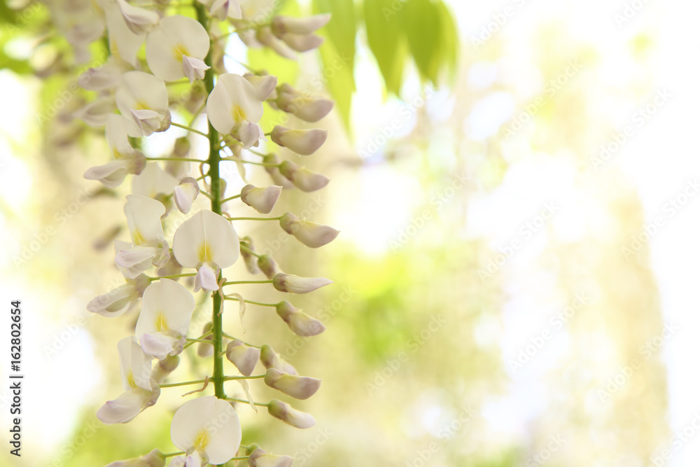 White wisteria close up White wisteria close up