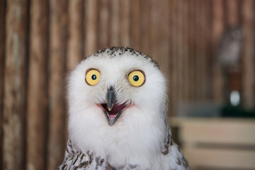 Close up snowy owl eye with wooden background