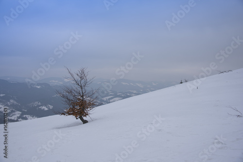 Wallpaper Mural Lonely tree in winter landscape in Carpathian, Ukraine Torontodigital.ca