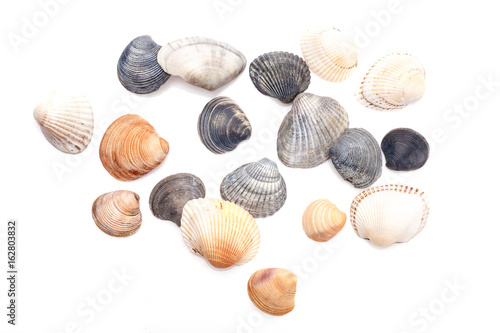 Group of seashells