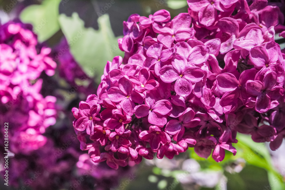 Blooming lilac in the spring. lilac background. Blooming lilac in the spring. lilac background.