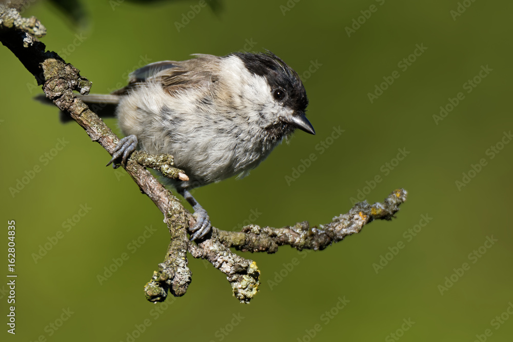 Obraz premium Sumpfmeise