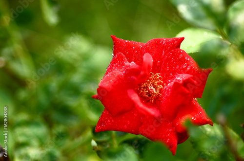 Red Rose