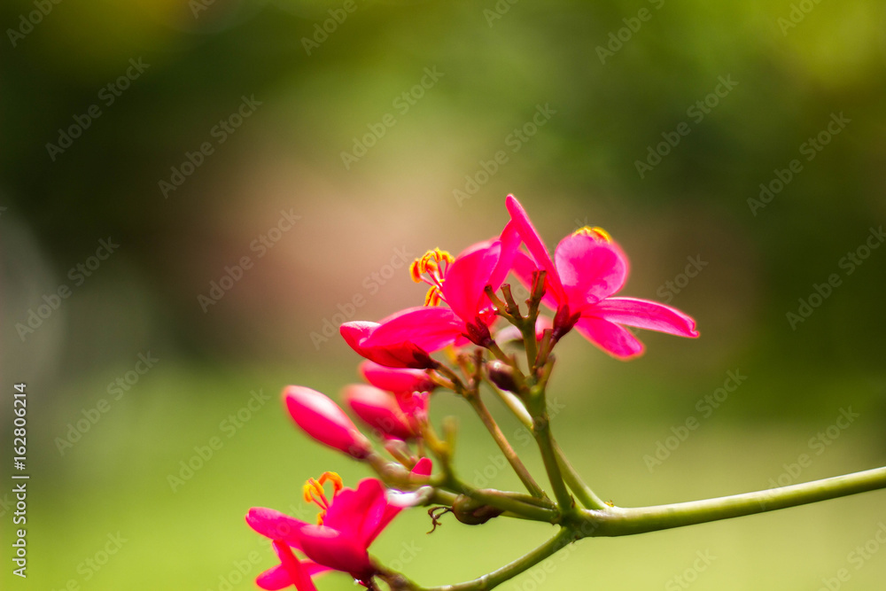 Red flowers in the garden after rain