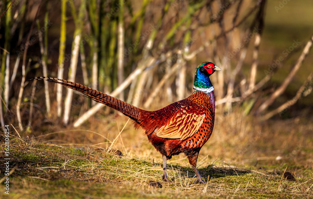 Fototapeta premium proud peacock in the dunes