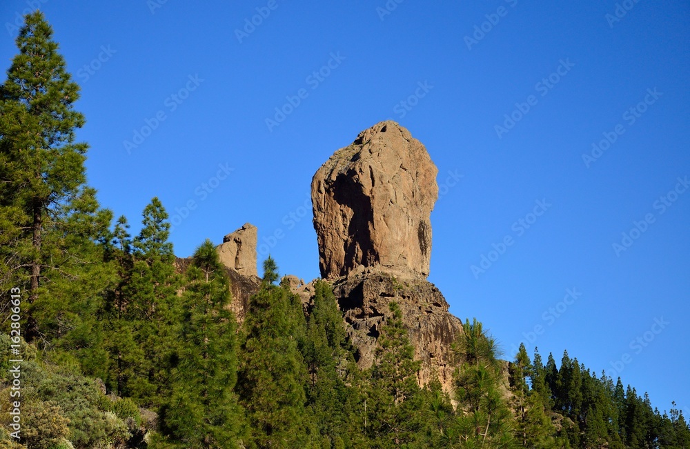 Pine forest, Roque Nublo and intense blue sky, Gran canaria, Canary islands Pine forest, Roque Nublo and intense blue sky, Gran canaria, Canary islands