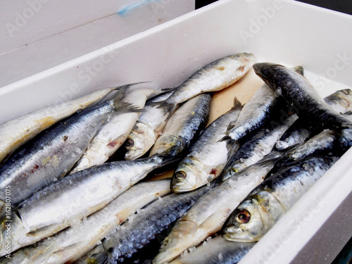 Raw sardines