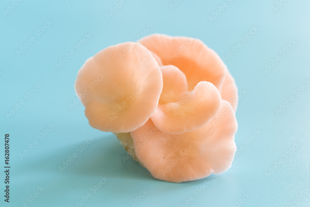 Pleurotus djamor mushrooms grow on blue background Pleurotus djamor mushrooms grow on blue background