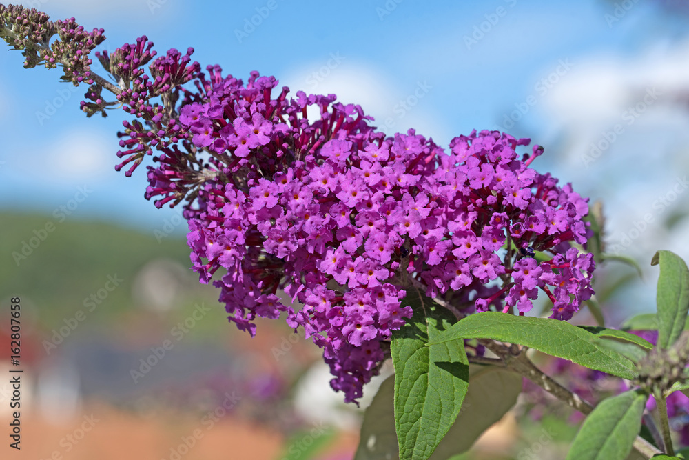 Sommerflieder, Buddleja, Schmetterlingsflieder,