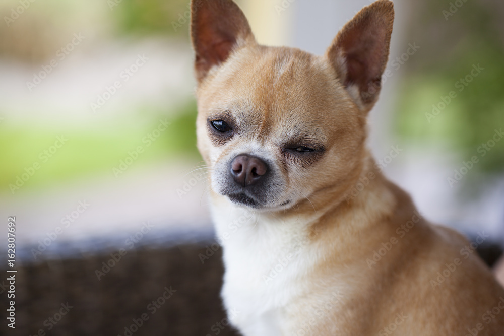 Short hair chihuahua. A sad little dog