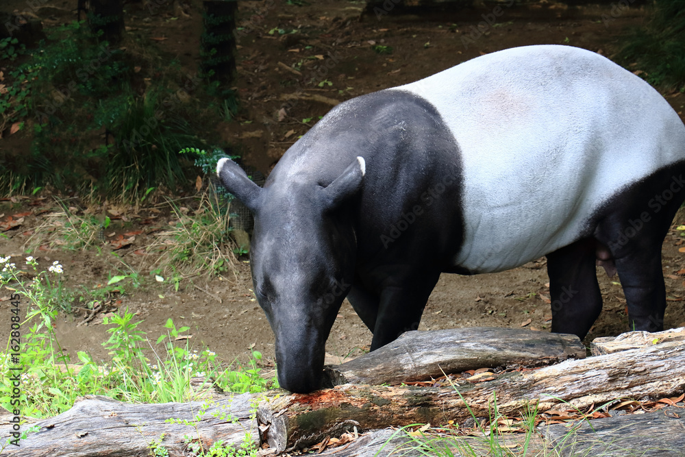 Fototapeta premium エサを食べるバク