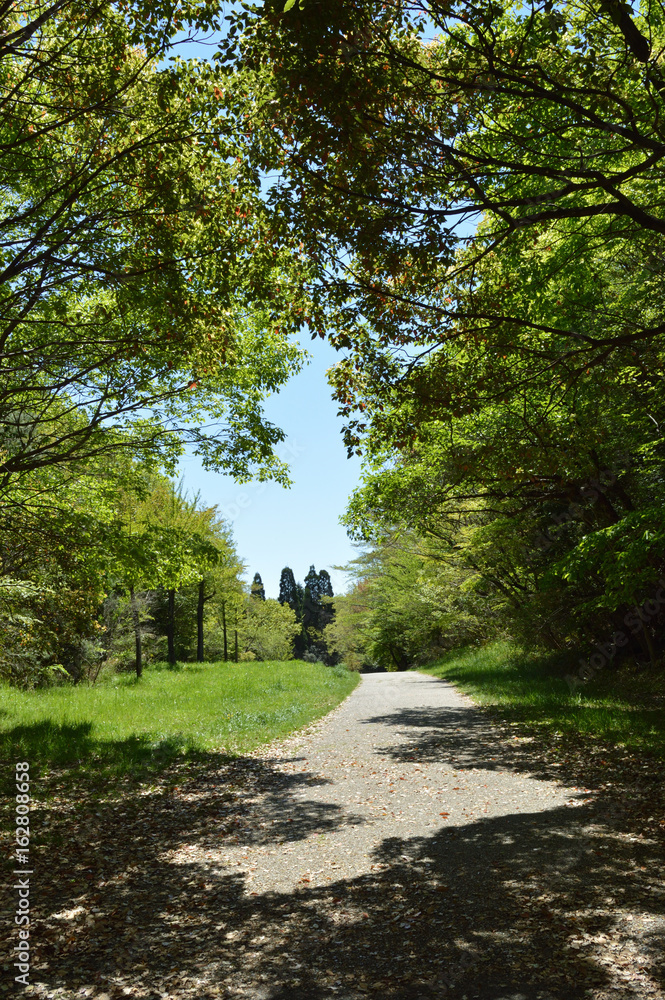 Naklejka premium 初夏の散歩道