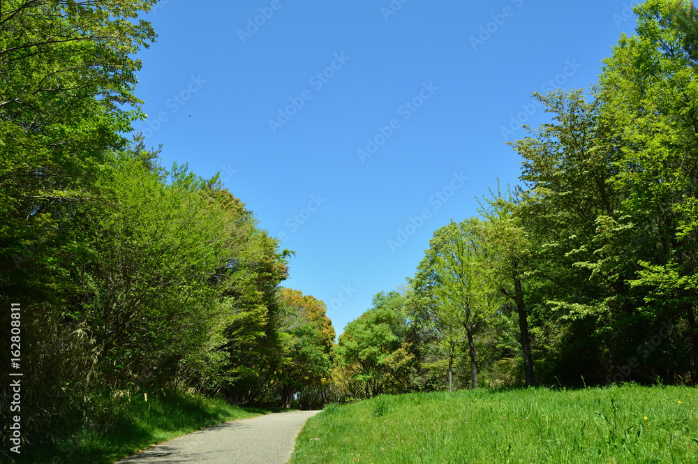 初夏の散歩道