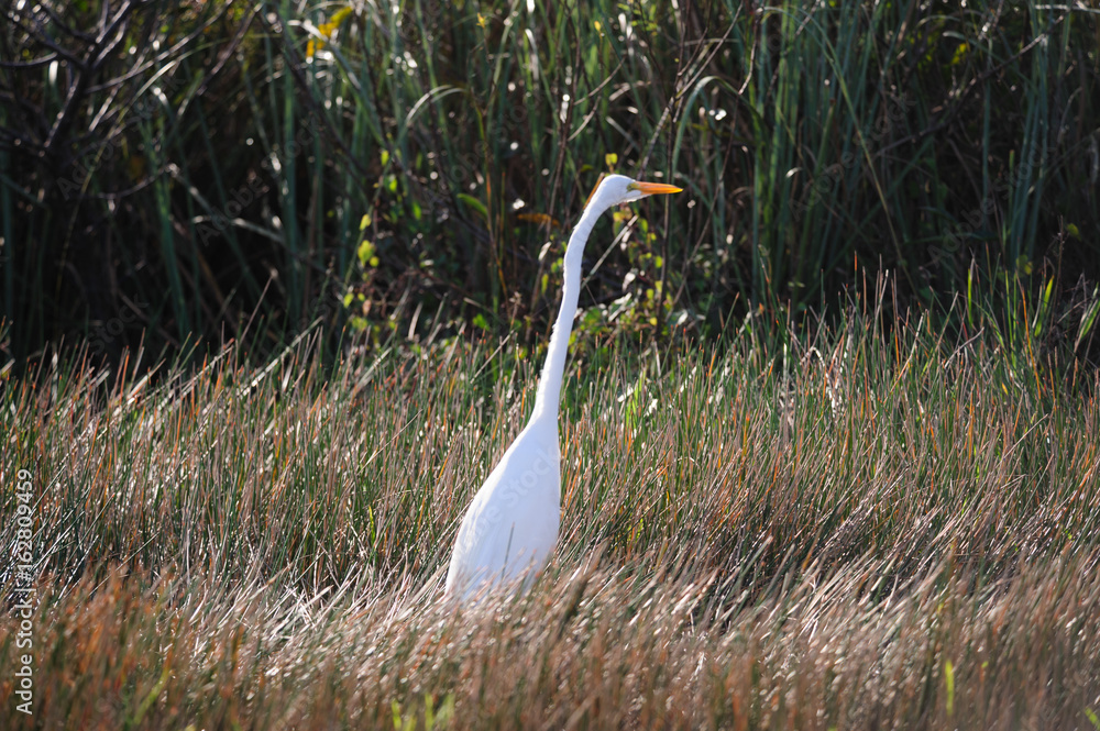 Fototapeta premium White Heron in the Florida Swamps