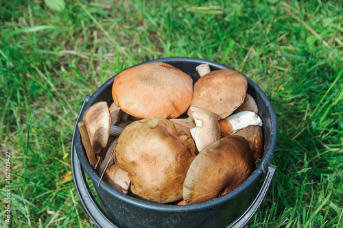 A bucket of fresh wild mushrooms, close up