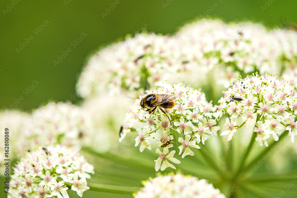Wiesen-Bärenklau, Heracleum sphondylium Wiesen-Bärenklau, Heracleum sphondylium