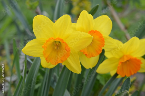 Fototapeta Naklejka Na Ścianę i Meble -  Желтый цветок с оранжевой короной нарцисс Narcissus 'March Madness'