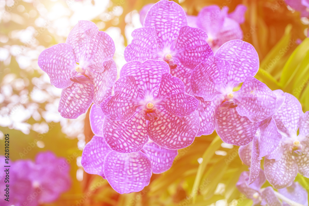 Beautiful orchid flower and green leaves background in the garden at winter or spring day. Color effect picture. Beautiful orchid flower and green leaves background in the garden at winter or spring day. Color effect picture.