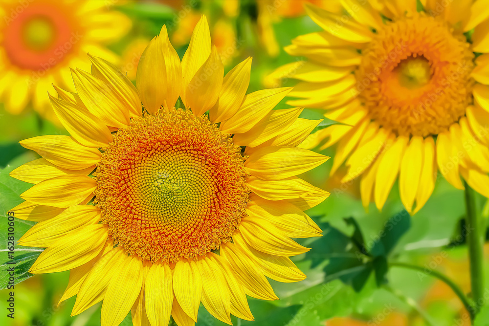 ヒマワリの花 ヒマワリの花