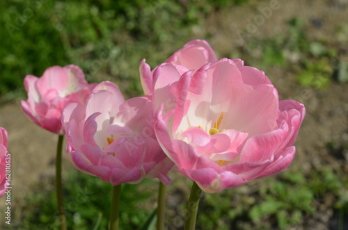 Fototapeta Naklejka Na Ścianę i Meble -  Розовый махровый цветок тюльпан Tulip 'Upstar'