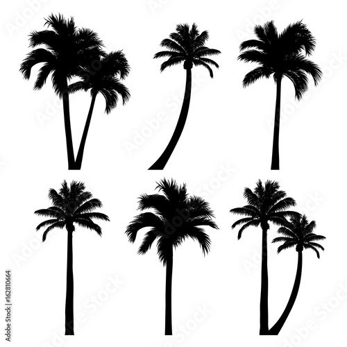 vector set of tropical palm tree silhouettes © merydolla