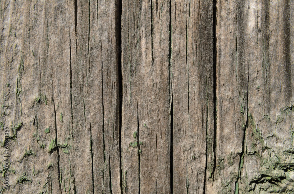 Wood cracked texture, vertical lines Wood cracked texture, vertical lines