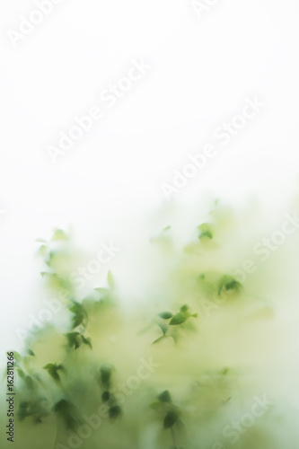 Ground grass texture with green leaves behind