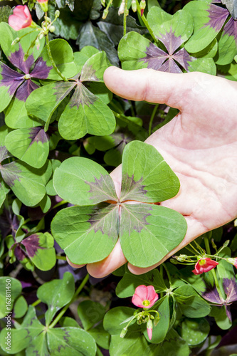 Kleeblatt in der Hand