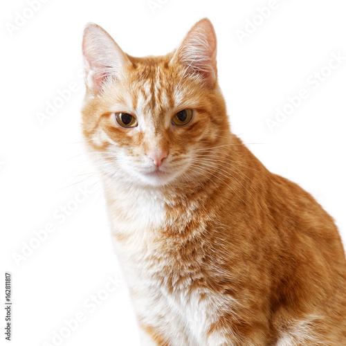 Ginger cat sits and looks directly in camera isolated on white. Closeup portrait.