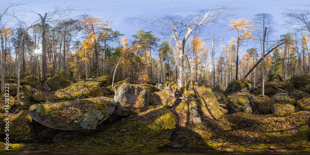 Naklejka premium Panorama sferyczna 360 stopni 180 starych, porośniętych mchem głazów w lesie iglastym