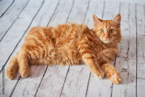 Quadro su tela A photo of funny red american bobtail cats three monthes old on blured backgroun