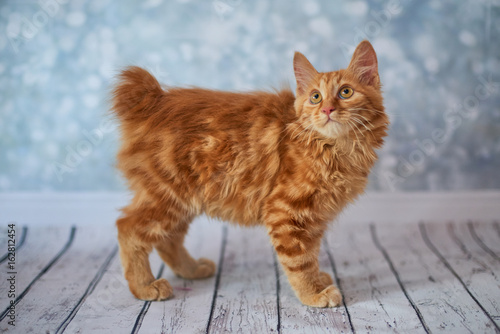 A photo of funny red american bobtail cats three monthes old on blured background
 photo