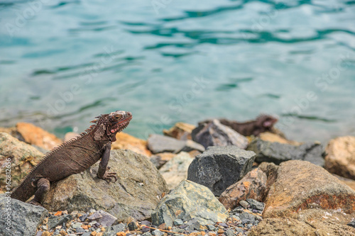 Iguanas on Rocks