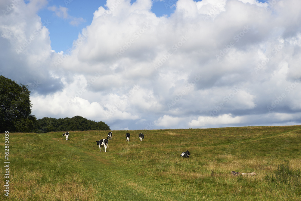Cows on a field in Denmark