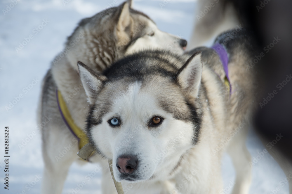 snow sled dog breed husky in harness