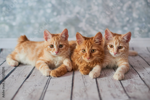 A photo of funny red american bobtail cats three monthes old on blured background
 photo