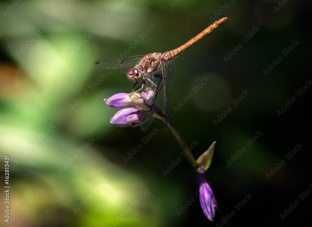 Common darter Dragonfly