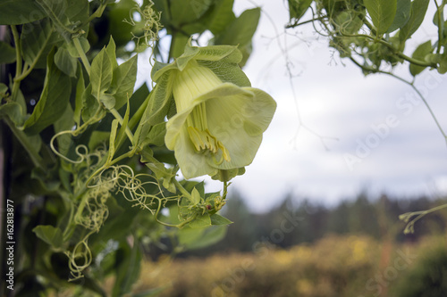 White green flower of cobaea scandens f. alba on the vine, beautiful climbing garden plant from Mexico, also known as monastery bells, cathedral bells, cup-and-saucer vine photo