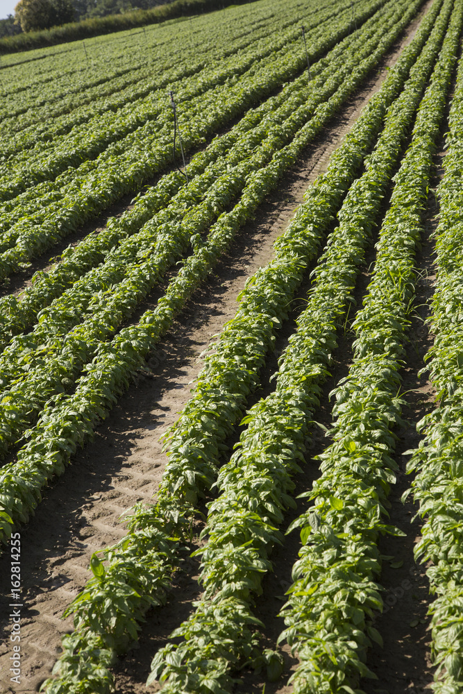 Basil: typical product of Liguria Basil: typical product of Liguria