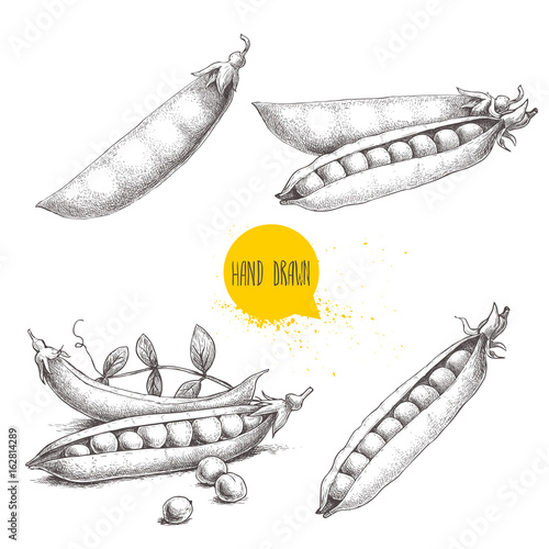 Hand drawn sketch peas sketch set. Vector organic food illustration isolated on white background.