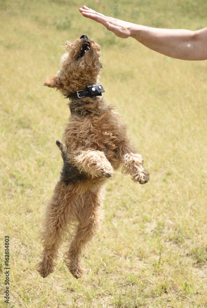 Hund im Sprung zu einer Hand im Spiel an einem sonnigen Tag in der Mittagssonne der Mittagshitze zur Mittagszeit. Agility Sport und Bewegung sowie Beschäftigung und Erziehung mit bzw. von Hunden Hund im Sprung zu einer Hand im Spiel an einem sonnigen Tag in der Mittagssonne der Mittagshitze zur Mittagszeit. Agility Sport und Bewegung sowie Beschäftigung und Erziehung mit bzw. von Hunden