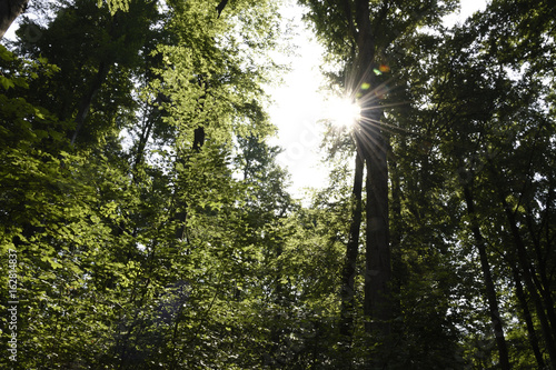 Sonne strahlt am Mittag duchs das Blätterdach der Buchen im Wald an einem sonnigen Sommertag zur Mittagszeit photo