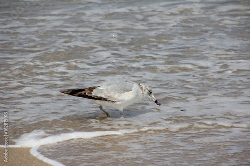 Ring-Billed Gull looking for food at the beach / Palm Beach, Atlantic Ocean, Florida, USA photo