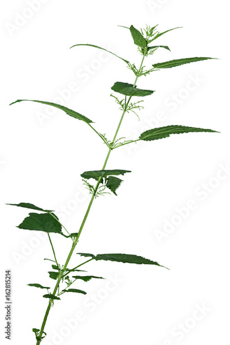 Freigestellte ganze Brennessel (Urtica) aus der Familie der Brennnesselgewächse (Urticaceae) der Ordnung Rosenartige (Rosales) vor weißem oder grauen Hintergrund