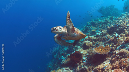Green Sea turtle swims on a colorful coral reef. © sabangvideo