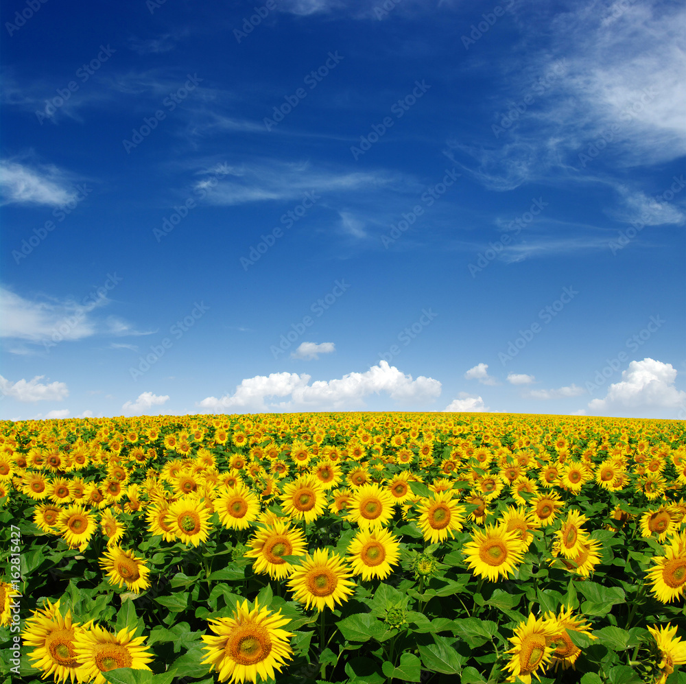 field of blooming sunflowers